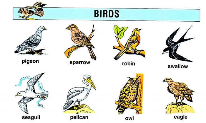 birds-in-english
